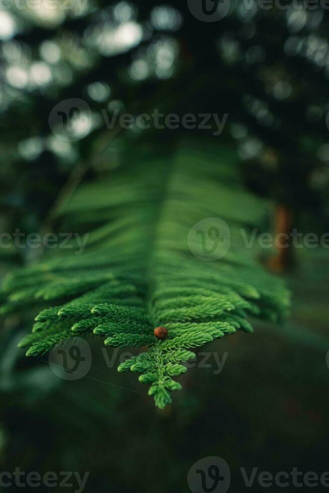 buio verde pino rami e le foglie nel il mattina foto