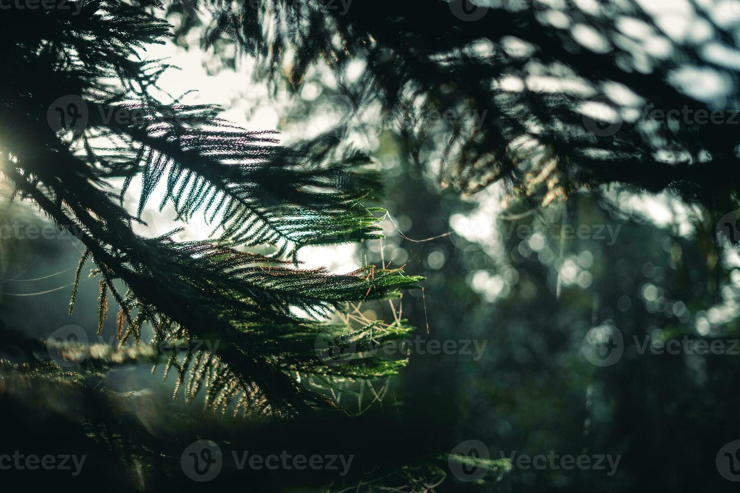 buio verde pino rami e le foglie nel il mattina foto