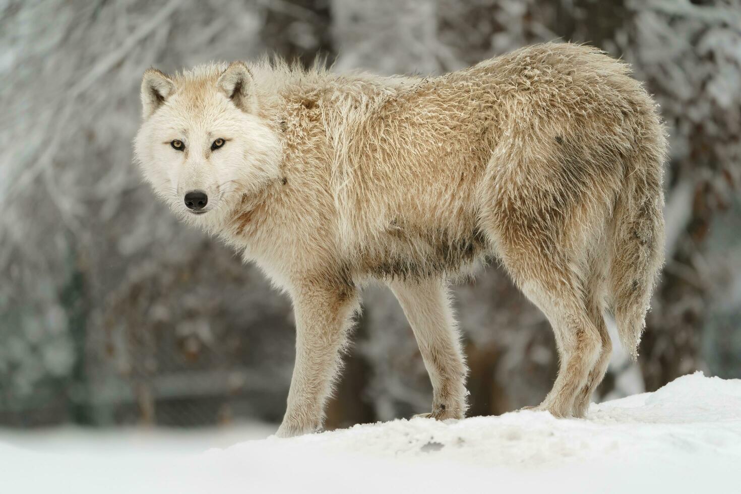 ritratto di artico lupo nel neve foto