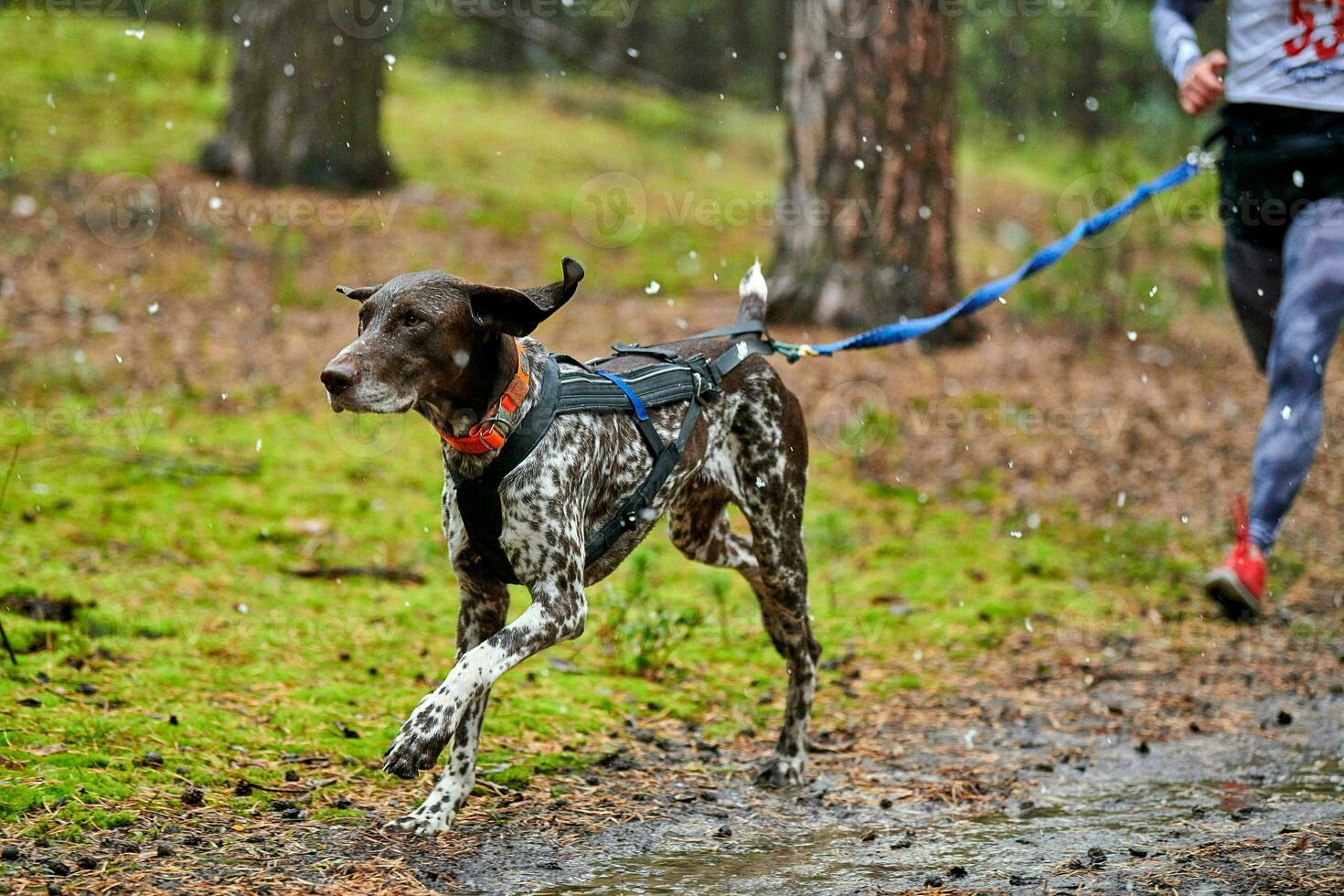 corsa di canicross di cani da pastore foto