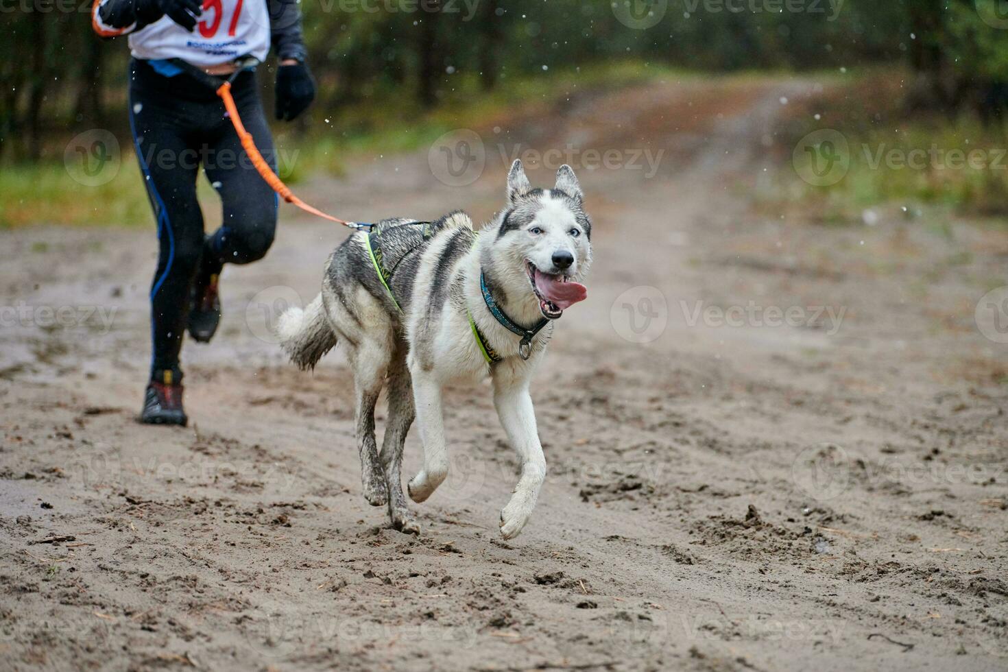 corsa di canicross di cani da pastore foto