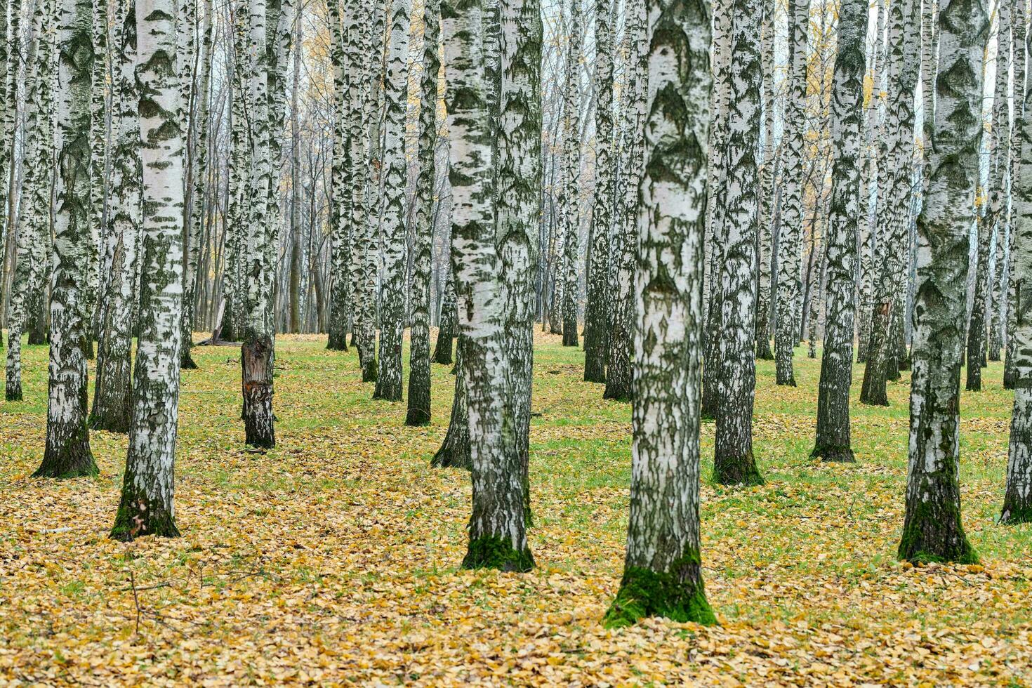 fitta foresta di betulle foto