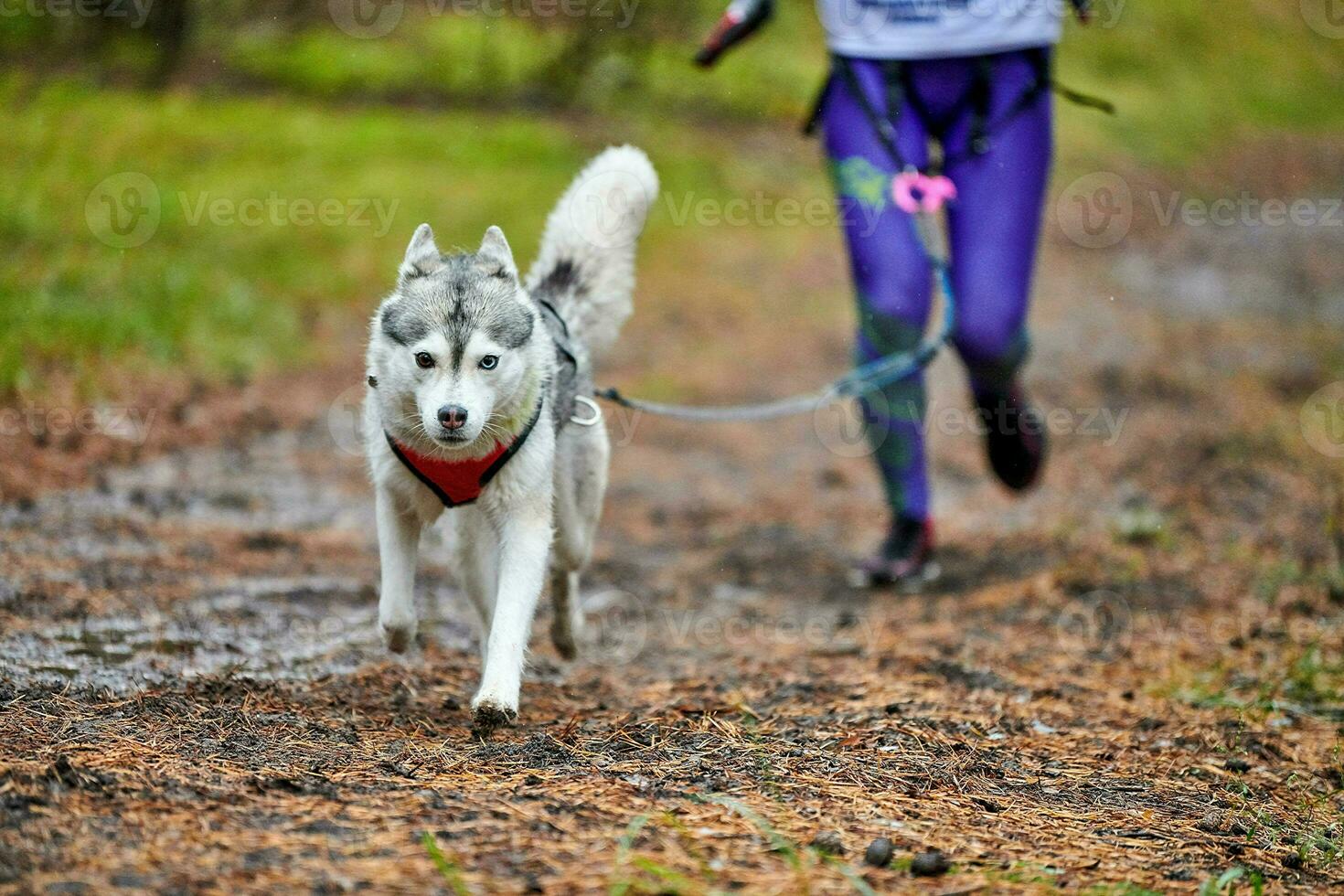 corsa di canicross di cani da pastore foto