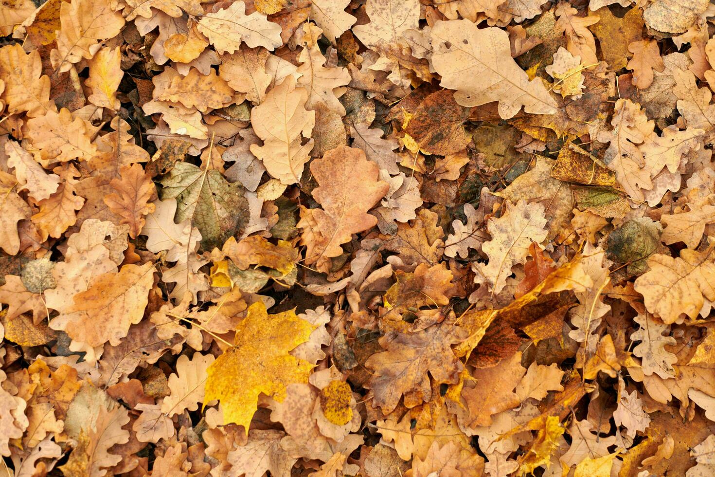 autunno foglie, superiore Visualizza foto