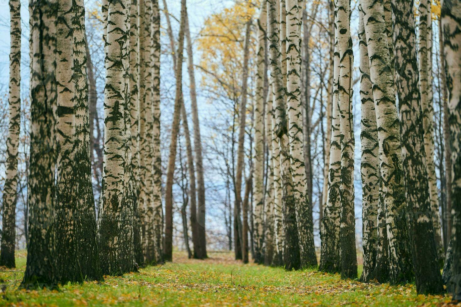 vicolo del bosco di betulle autunnali foto