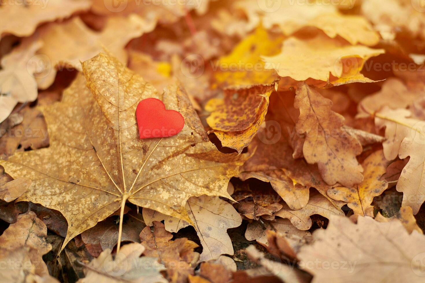 cuore su acero foglia. infatuazione o solitudine concetto. foto