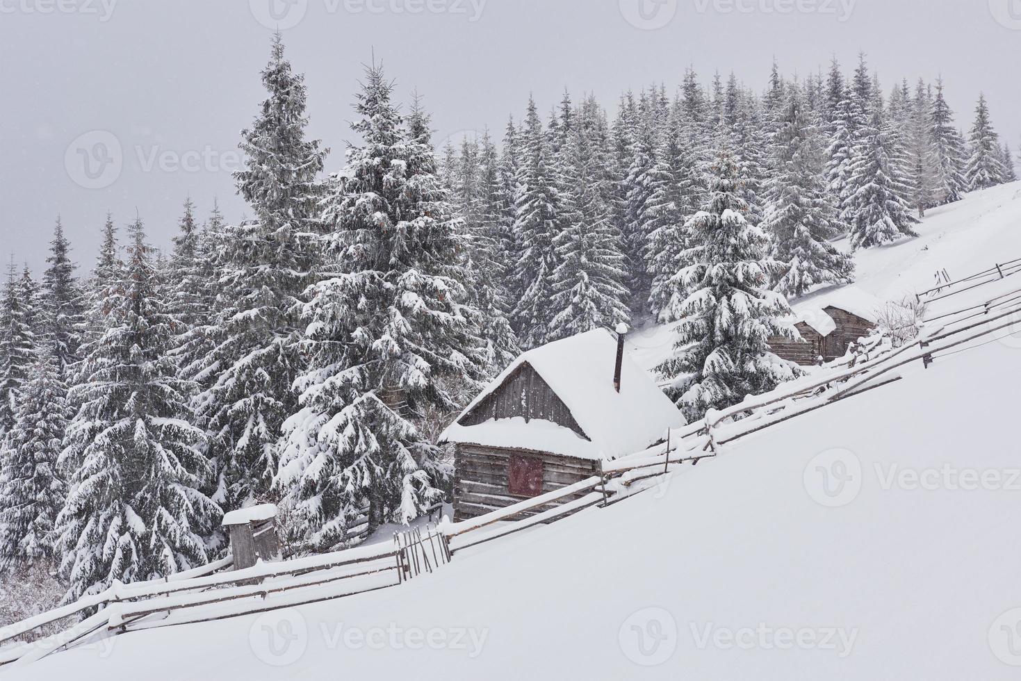 accogliente capanna di legno in alta montagna innevata. grandi pini sullo sfondo. pastore kolyba abbandonato. giornata nuvolosa. monti carpazi, ucraina, europa foto