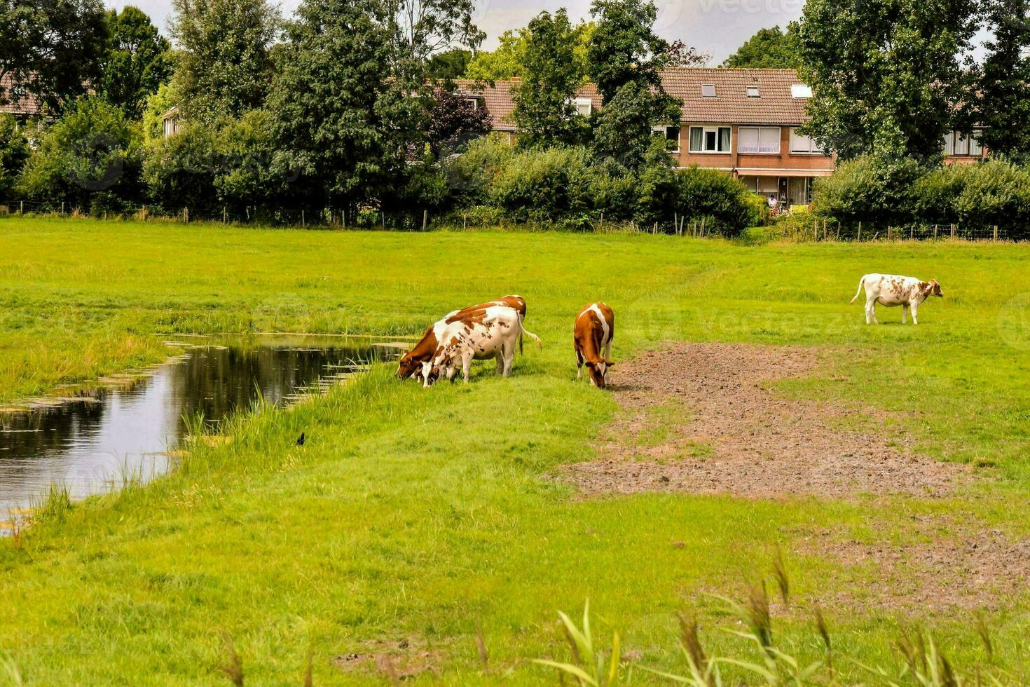 mucche pascolo nel un' campo vicino un' stagno foto