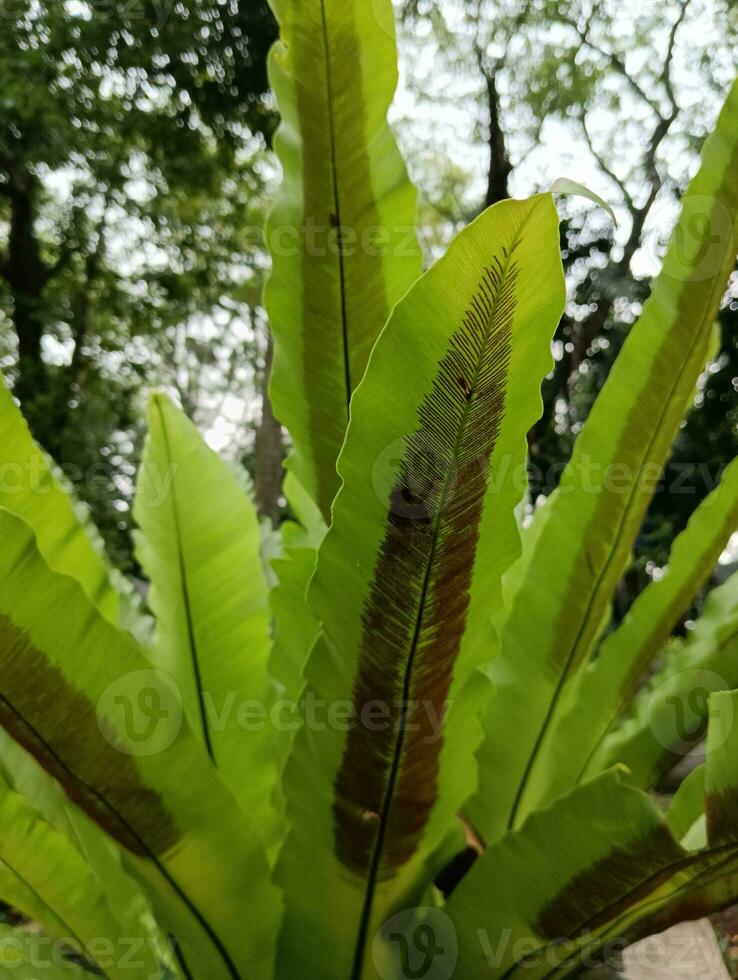 un' fresco verde paesaggio Visualizza. verde foresta nel il centro di il città. foto