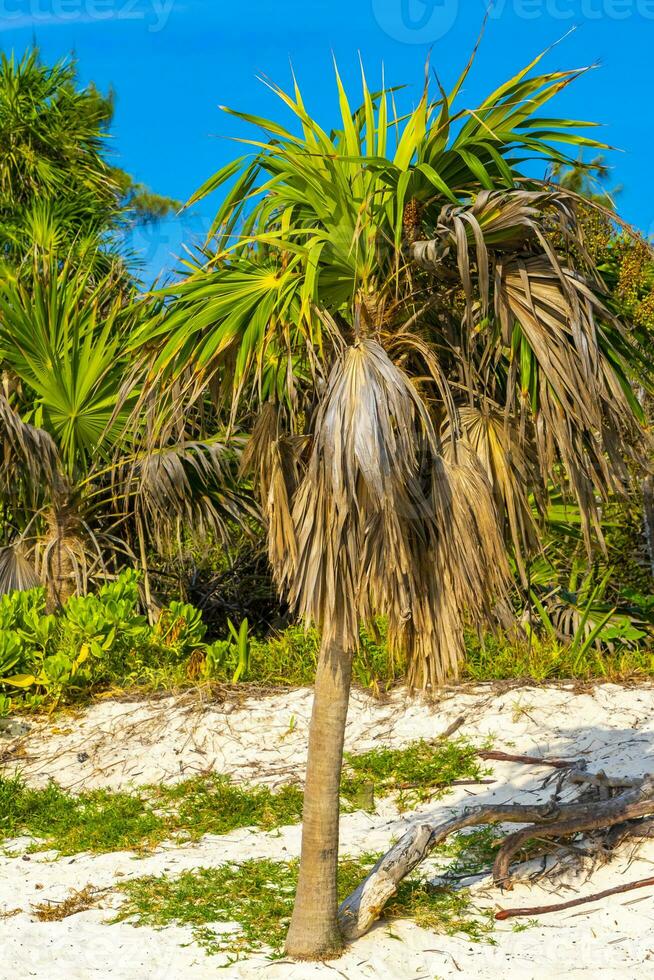 tropicale verde esotico caraibico maya chit palma palme foresta pluviale Messico. foto