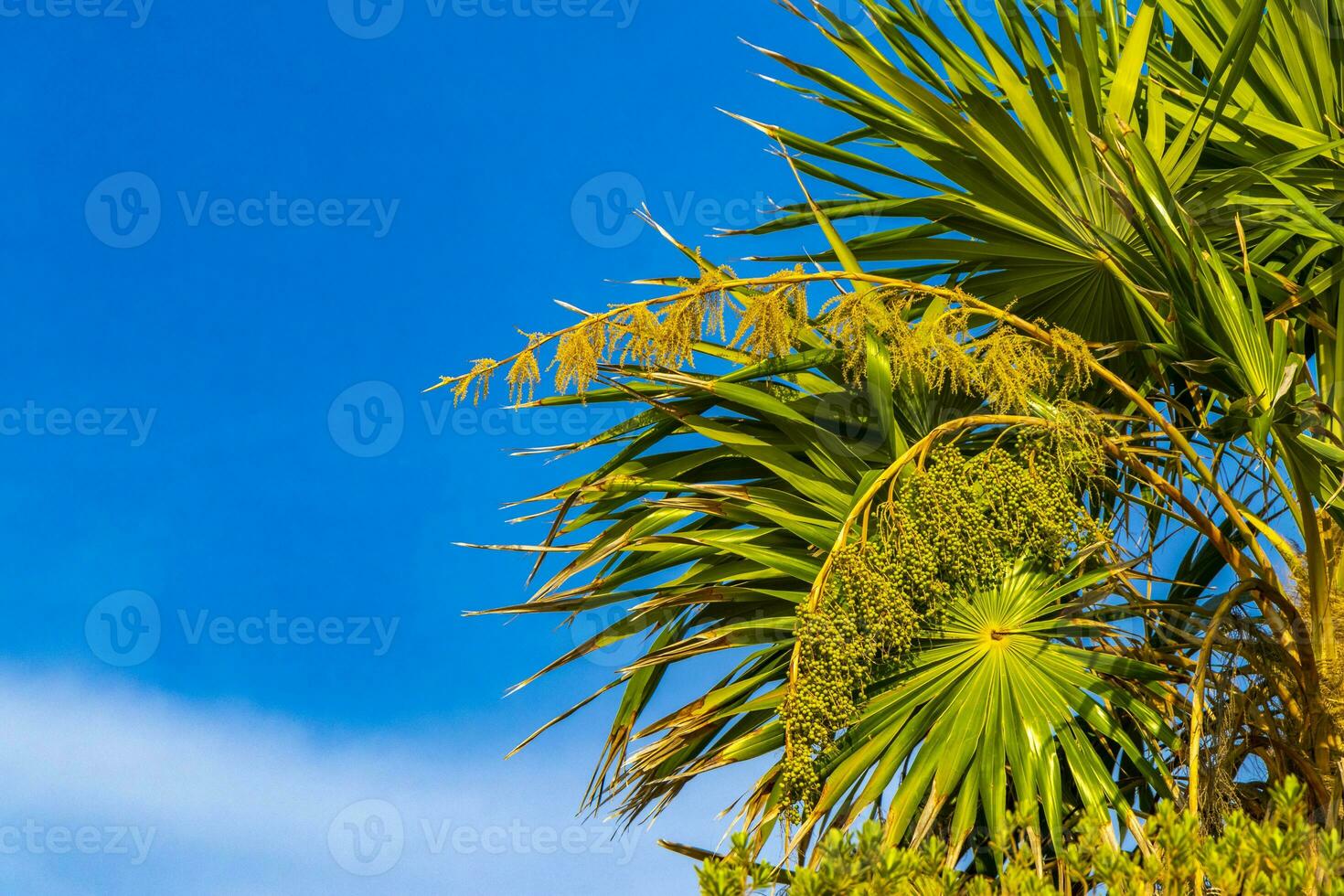 tropicale verde esotico caraibico maya chit palma palme foresta pluviale Messico. foto