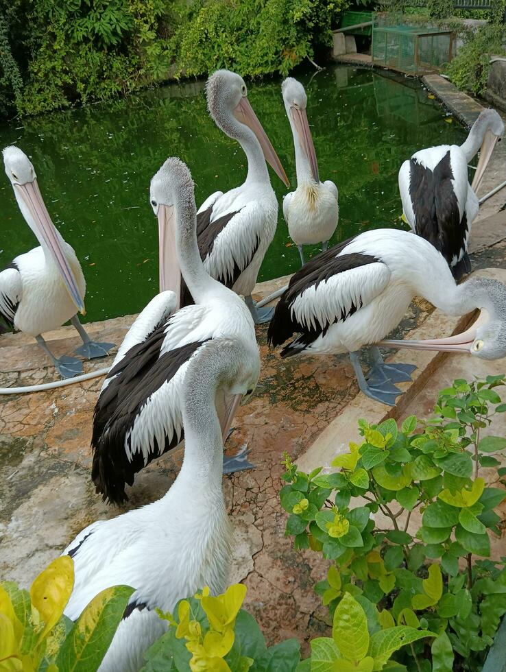 natura video. un' gregge di pellicani nel un' stagno a il zoo foto