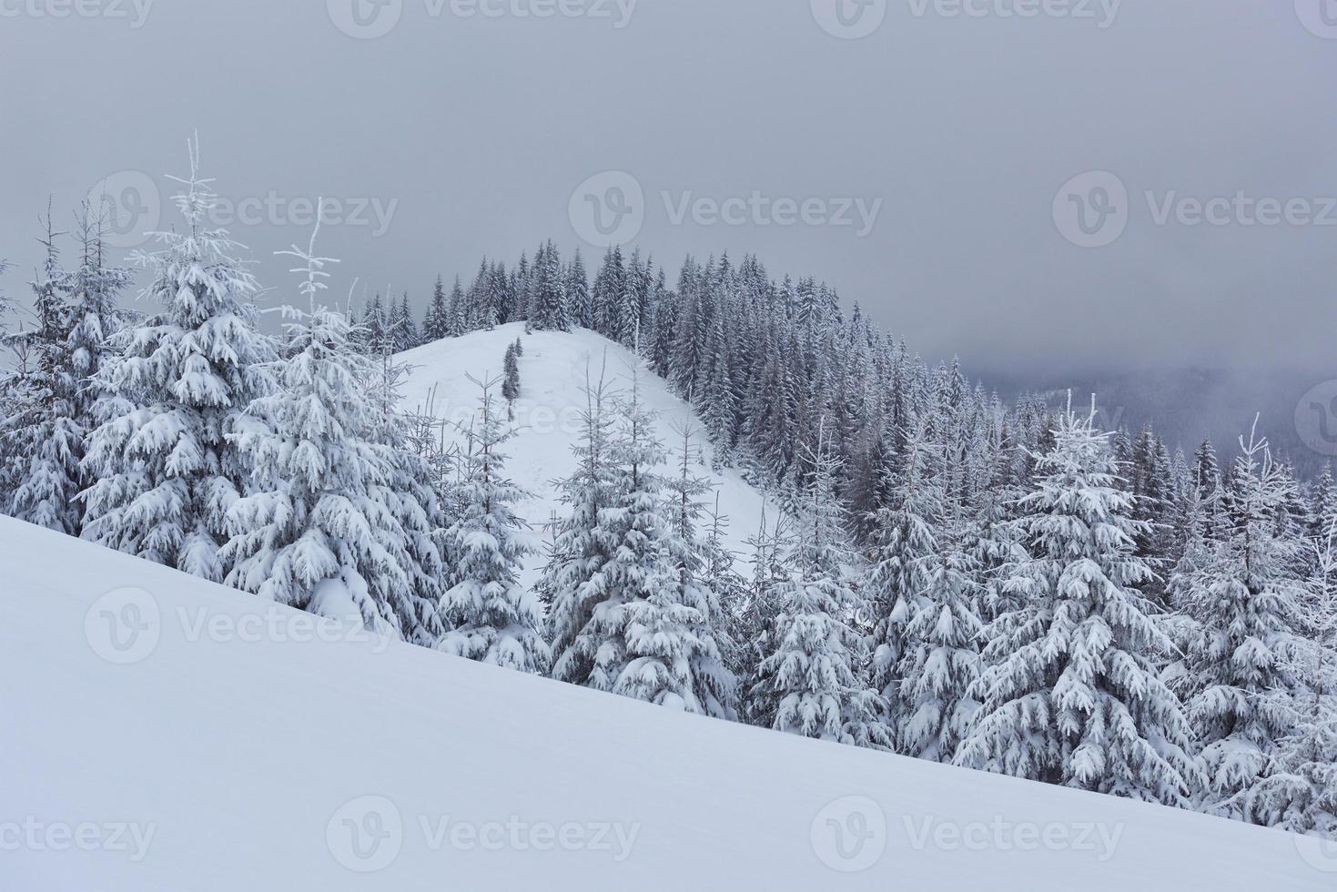 mattina inverno calmo paesaggio di montagna con splendidi abeti glassati e pista da sci attraverso cumuli di neve sul pendio di montagna foto