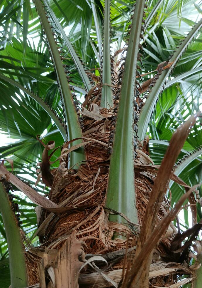 della natura Visualizza di il selvaggio palma nel il tropicale foresta foto