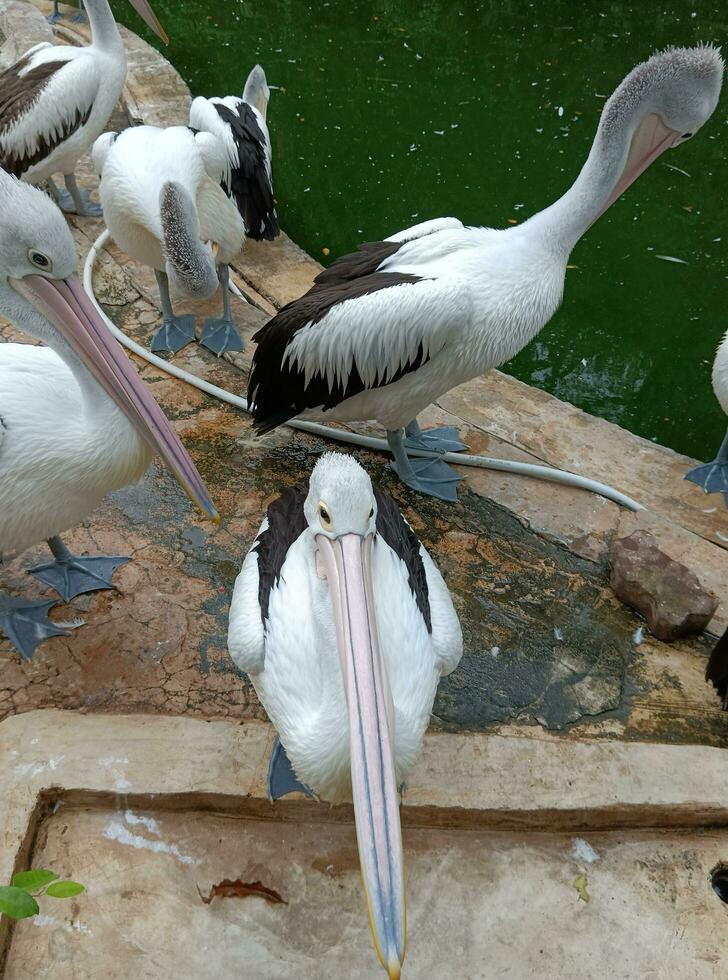 natura video. un' gregge di pellicani nel un' stagno a il zoo foto