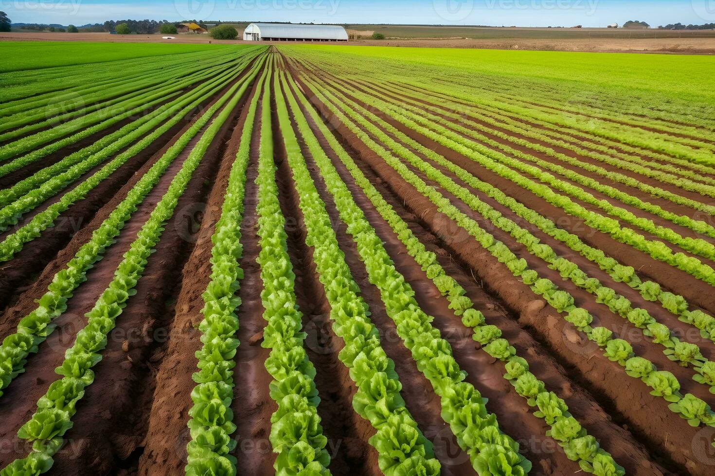 ai generato patate siamo cresciuto nel agricoltura. letti di giovane patate. verdure raccolto. giardino molla, soleggiato tempo atmosferico. natura e cielo. neurale Rete ai generato foto