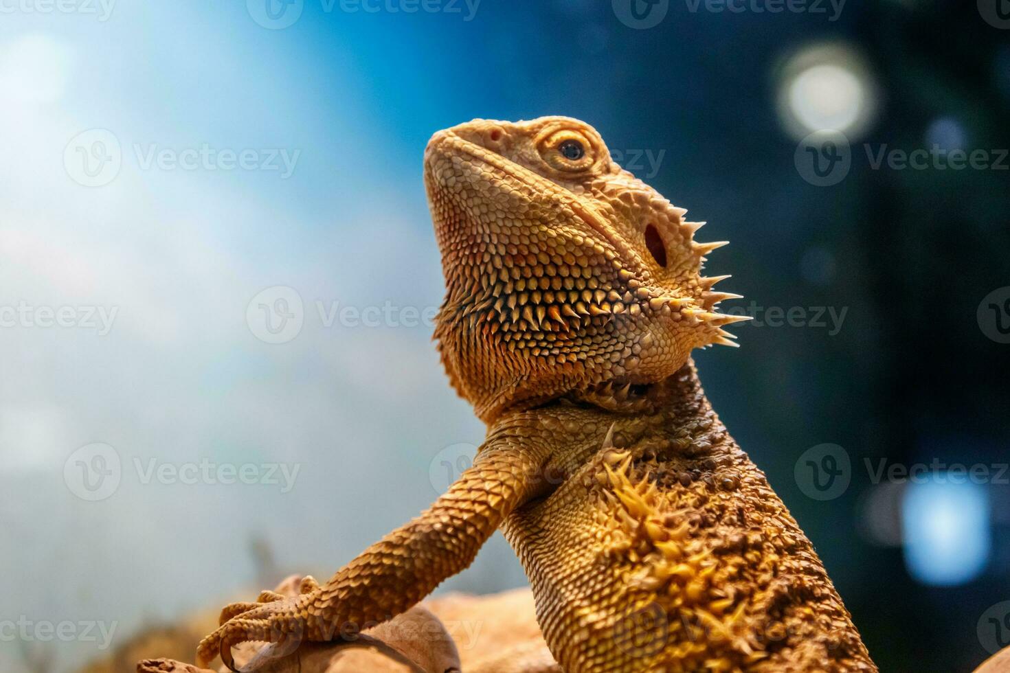 bellissimo lucertola barbuto agama, pogona vitticeps foto