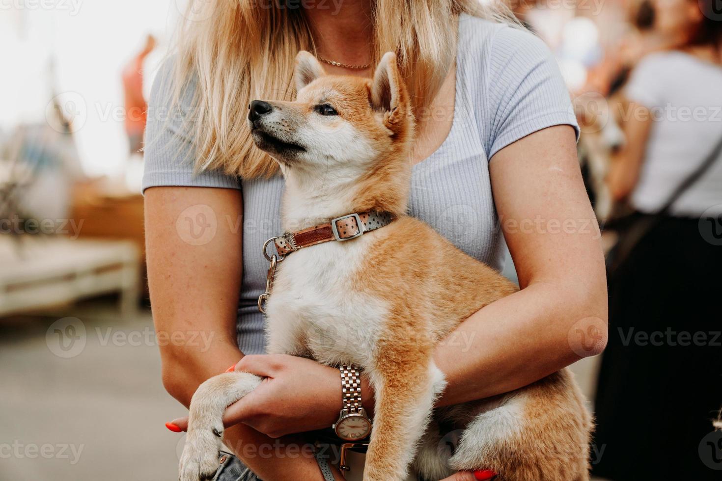 la donna tiene in braccio un cucciolo di akita. camminare con il tuo animale domestico in una giornata estiva foto