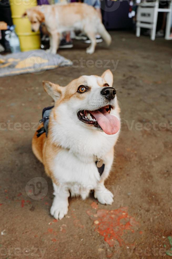 un bel cane corgi. animale domestico felice, ritratto di un corgi d'oro foto