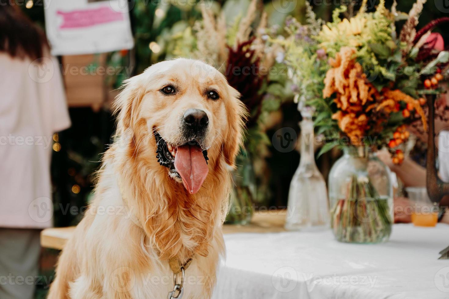 Golden retriever. ritratto di un animale domestico al festival degli animali domestici della città. giornata di sole estivo foto