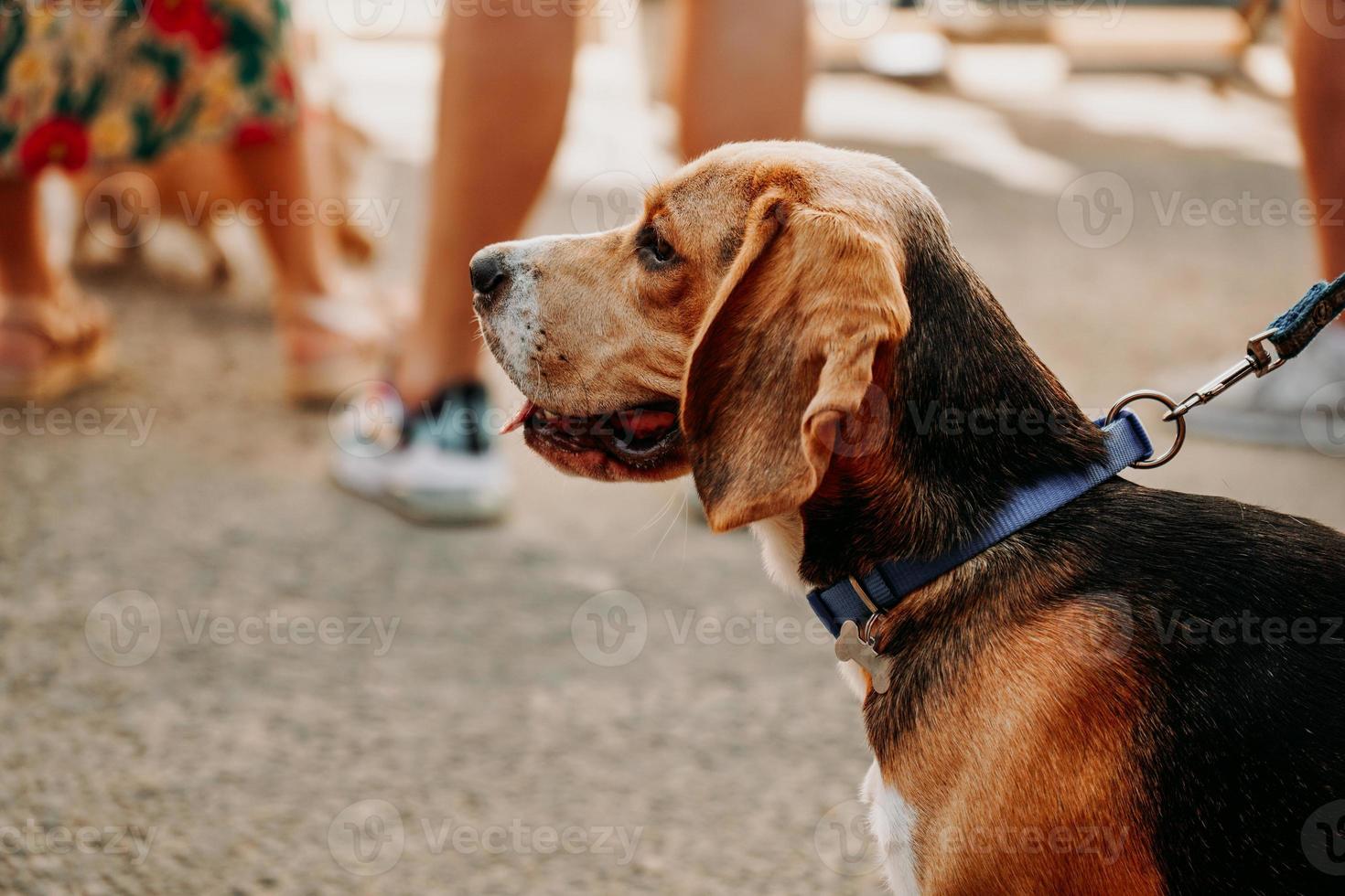 beagle adulto sullo sfondo delle persone. mercato dei cani foto