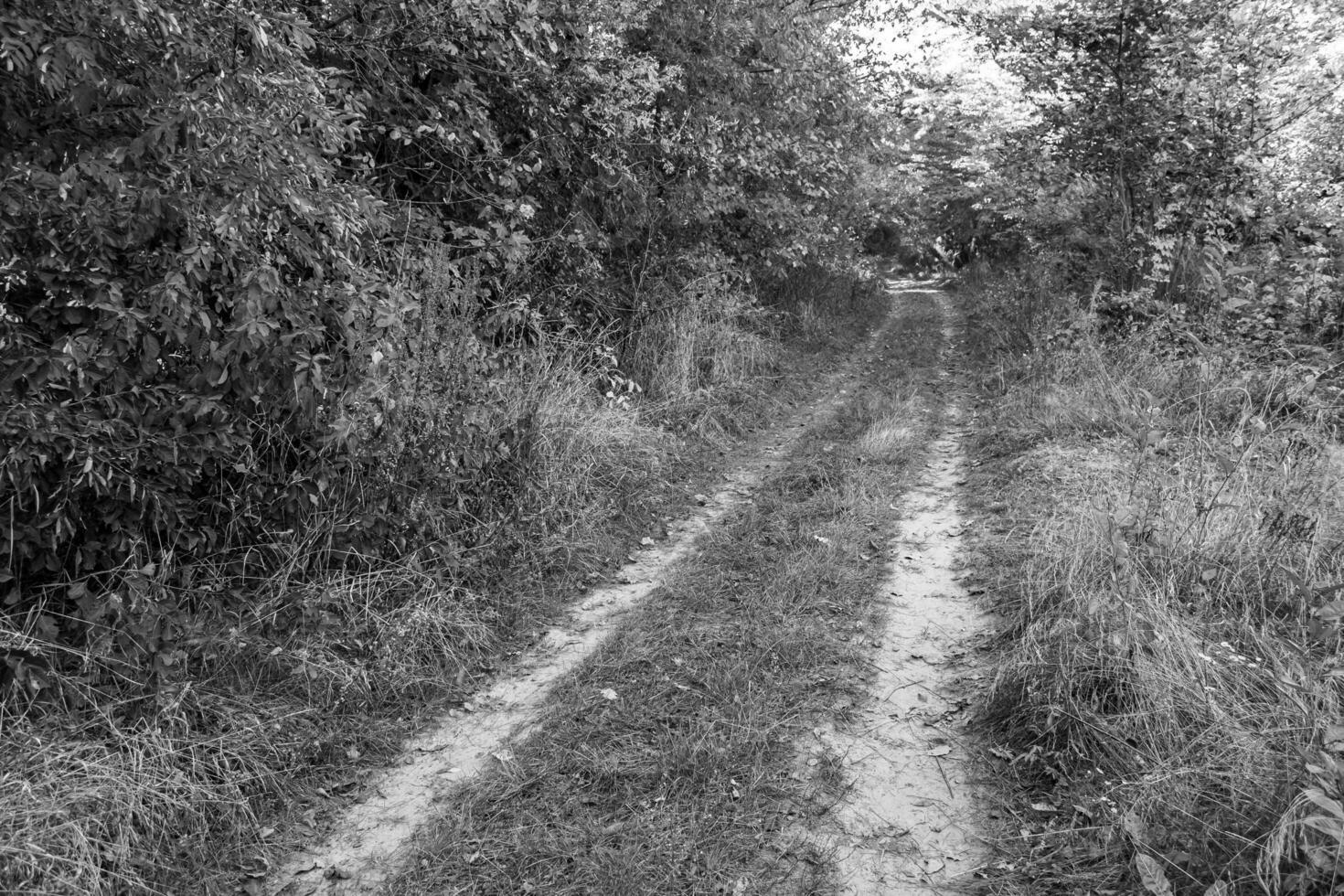 fotografia su tema bellissimo sentiero nel selvaggio fogliame bosco foto