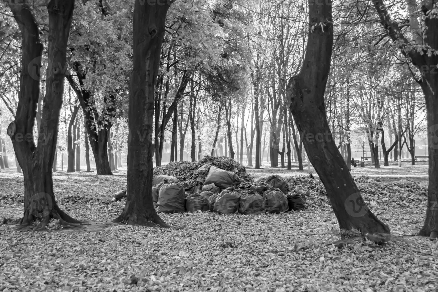 fotografia su tema borse di le foglie nel foresta su sfondo naturale natura foto