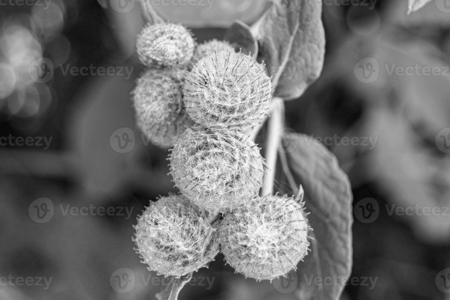 bellissimo in crescita fiore radice bardana cardo su sfondo prato foto