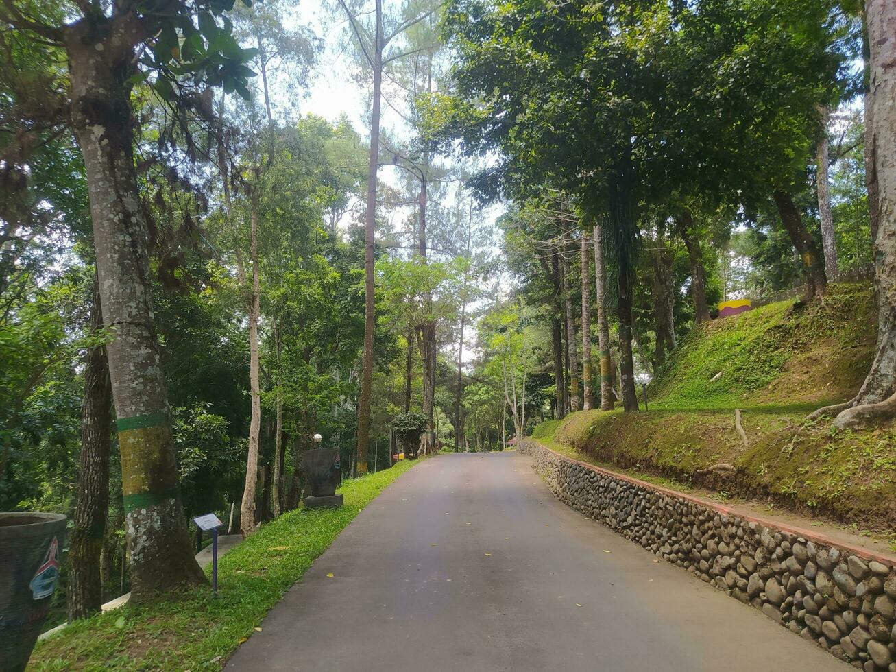 pavimentata strada nel il mezzo di il foresta foto