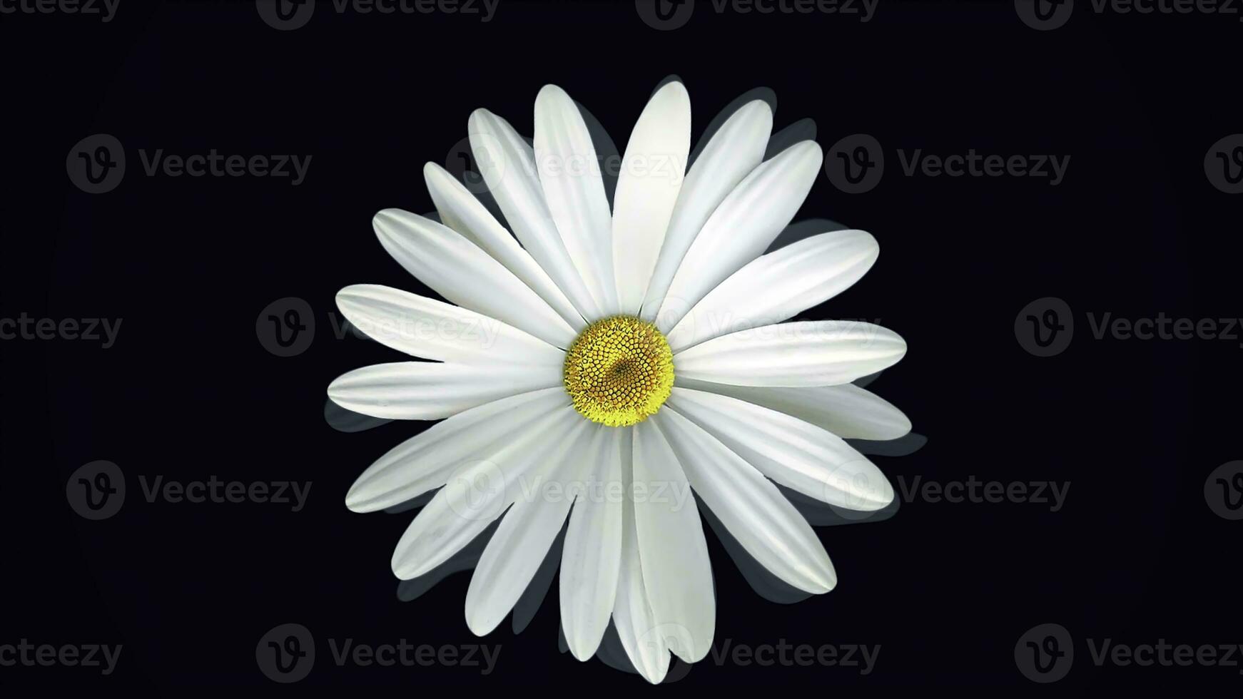 Bellissima, rotante, astratto camomilla fiore in movimento parte inferiore su, isolato su nero sfondo. Filatura bianca margherita fiore germoglio, superiore Visualizza. foto