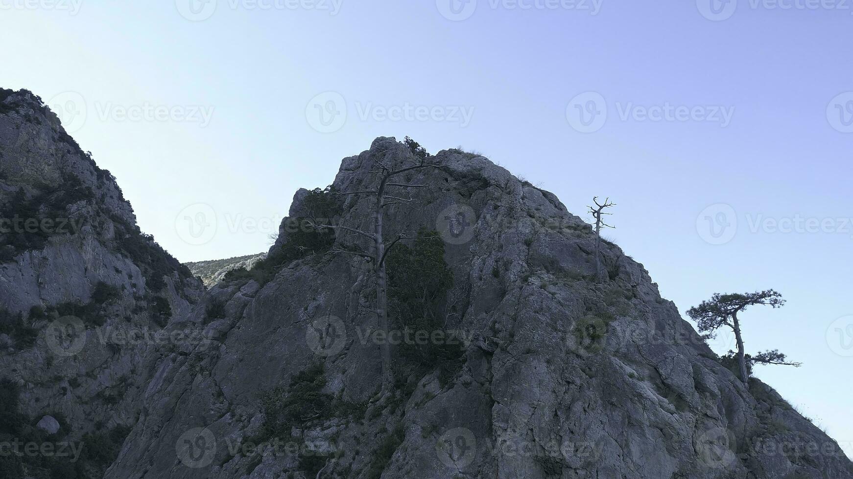 avvicinamento di esca secca legna in crescita su il grande grigio montagna scogliera coperto con piccolo alberi e verde muschio contro blu cielo. sparo. bellissimo Visualizza di scogliera a il Alba foto