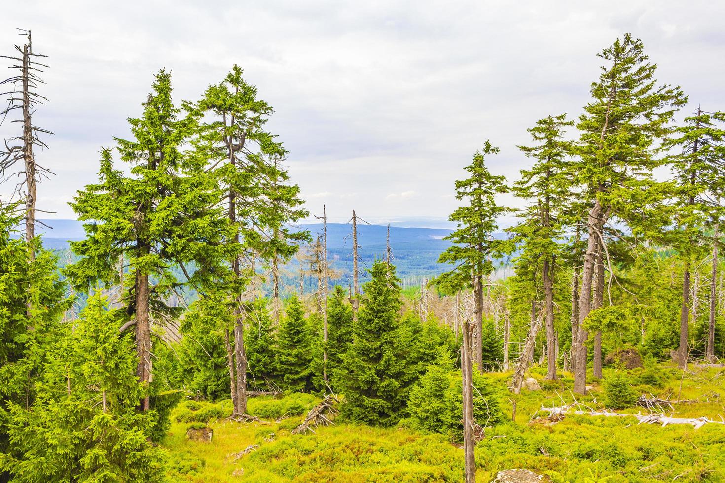 Foresta morti abeti a Brocken picco di montagna Harz Germania foto