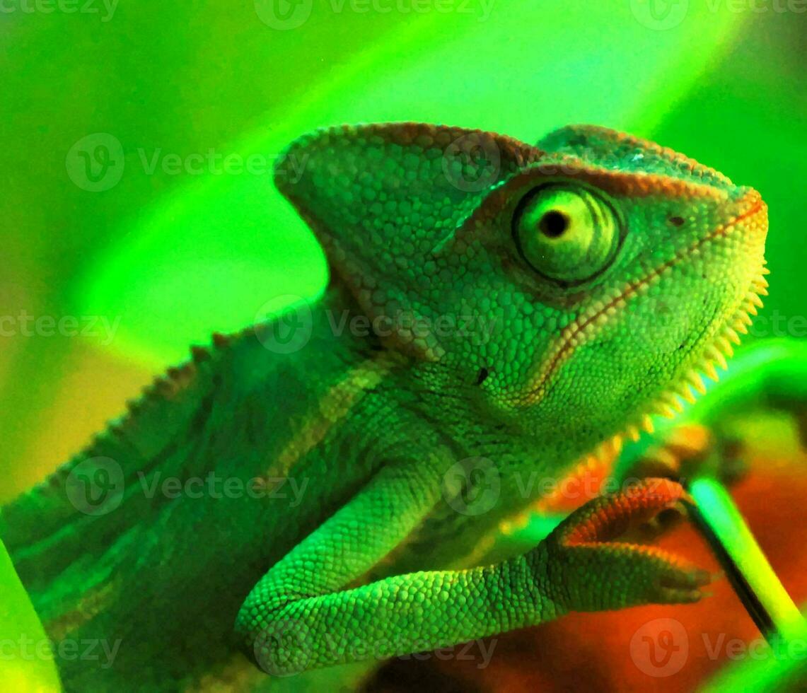 un' verde camaleonte foto