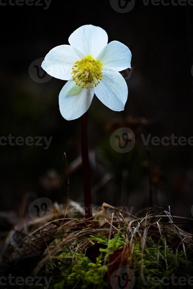 helleborus niger fiore bianco foto