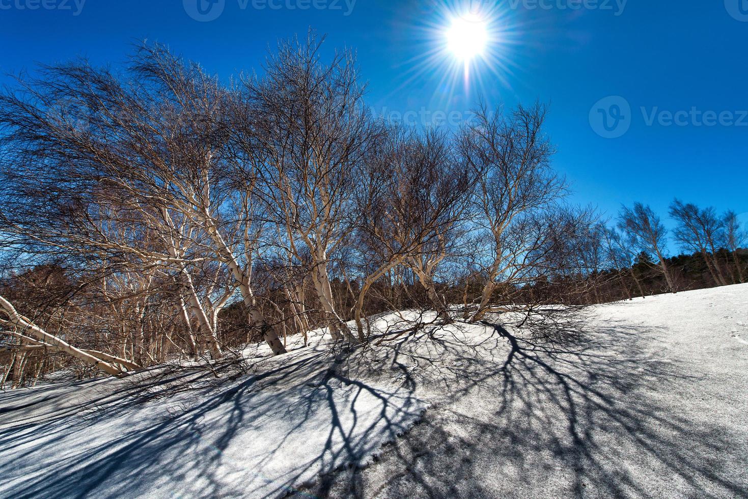 betula aetnensis nel parco del vulcano etna in sicilia foto