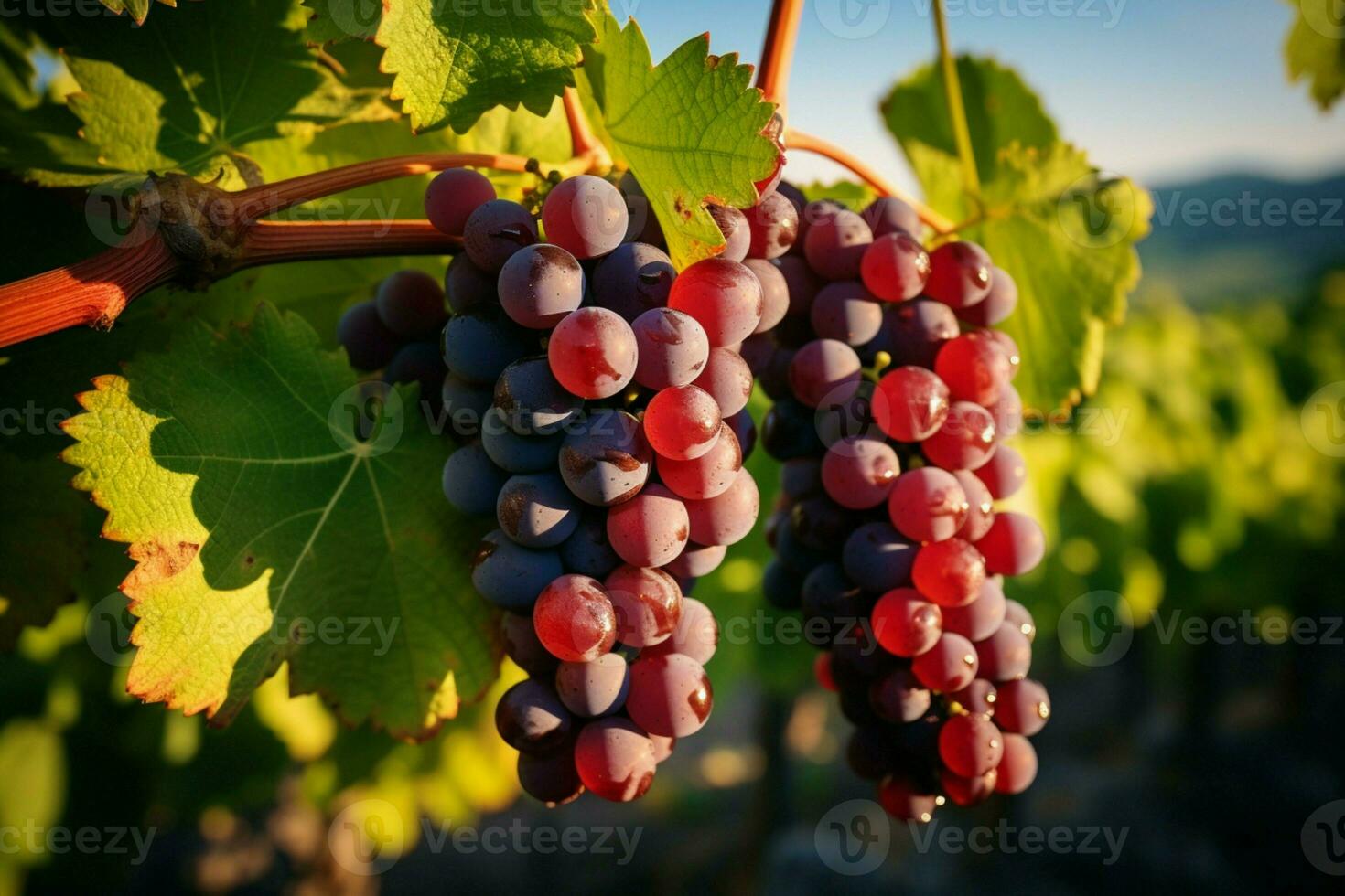 ai generato nature regalo uva su viti, un' pittoresco scena nel il vigneto foto