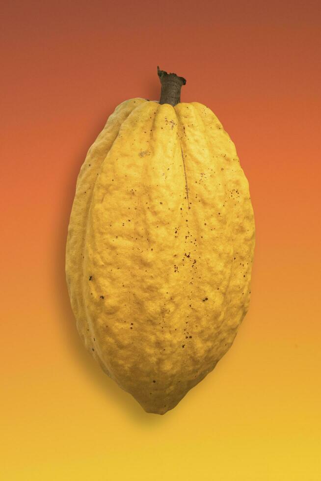 giallo cacao frutta Theobroma cacao isolato su pendenza sfondo foto