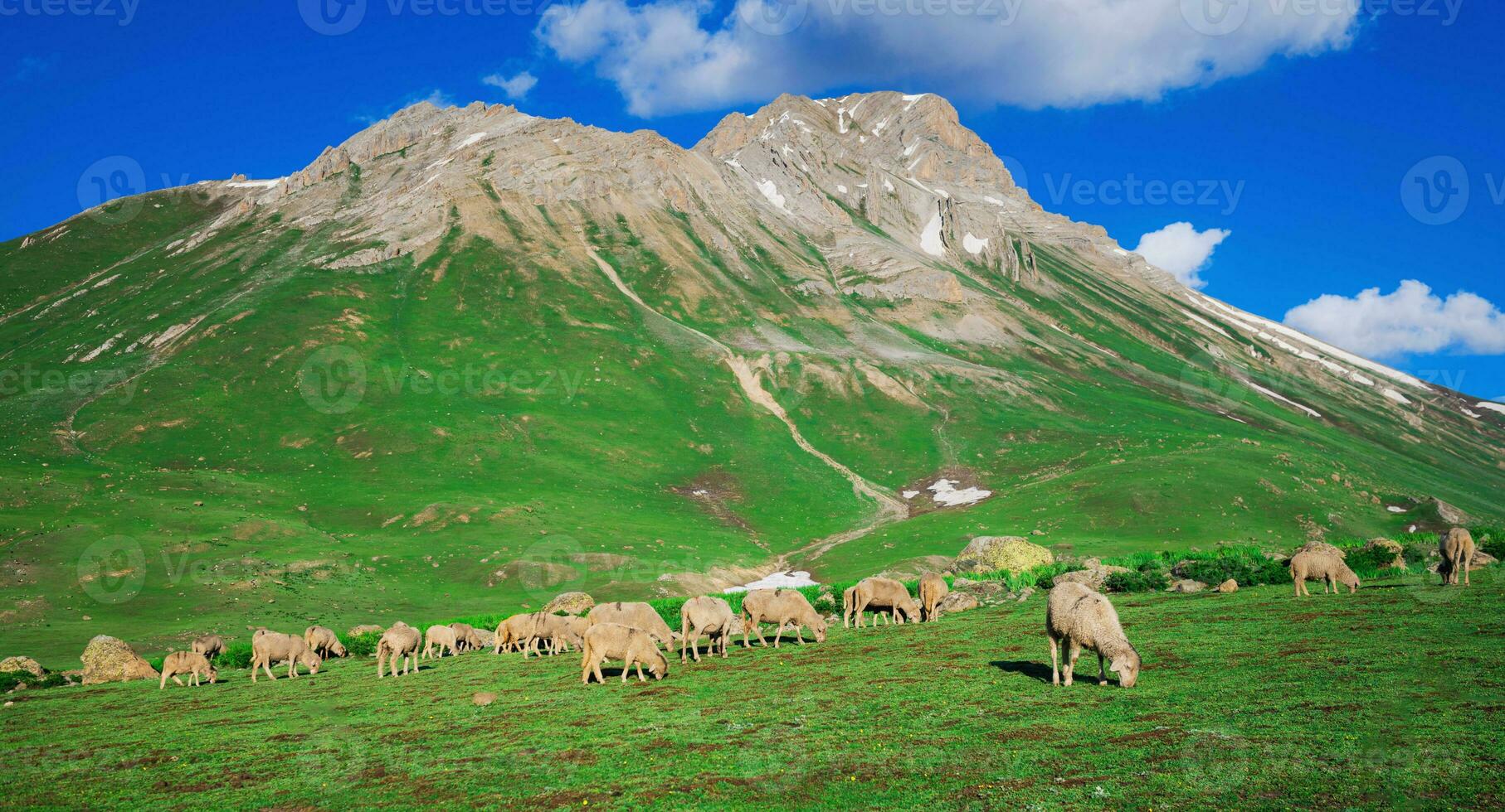 gregge di pecora pascolo su il montagna pecora coccolare insieme nel il freddo tempo atmosferico. paesaggio nel kashmir India foto