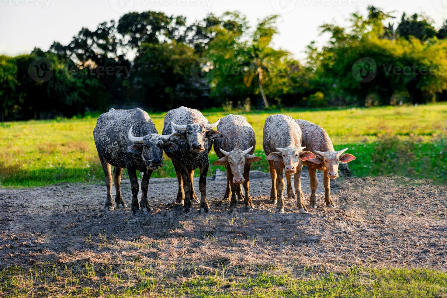 asiatico bufalo pascolo su il erba nel il mattina nel rurale Tailandia, tailandese bufalo foto