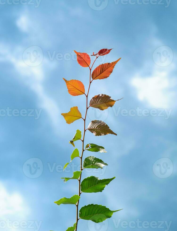 foglie multicolori fenomeno verde marrone giallo arancio tendente al rosso foto