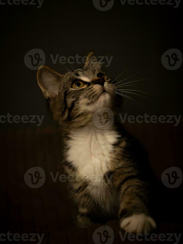 ritratto di poco outbred gattino al di sopra di nero sfondo foto