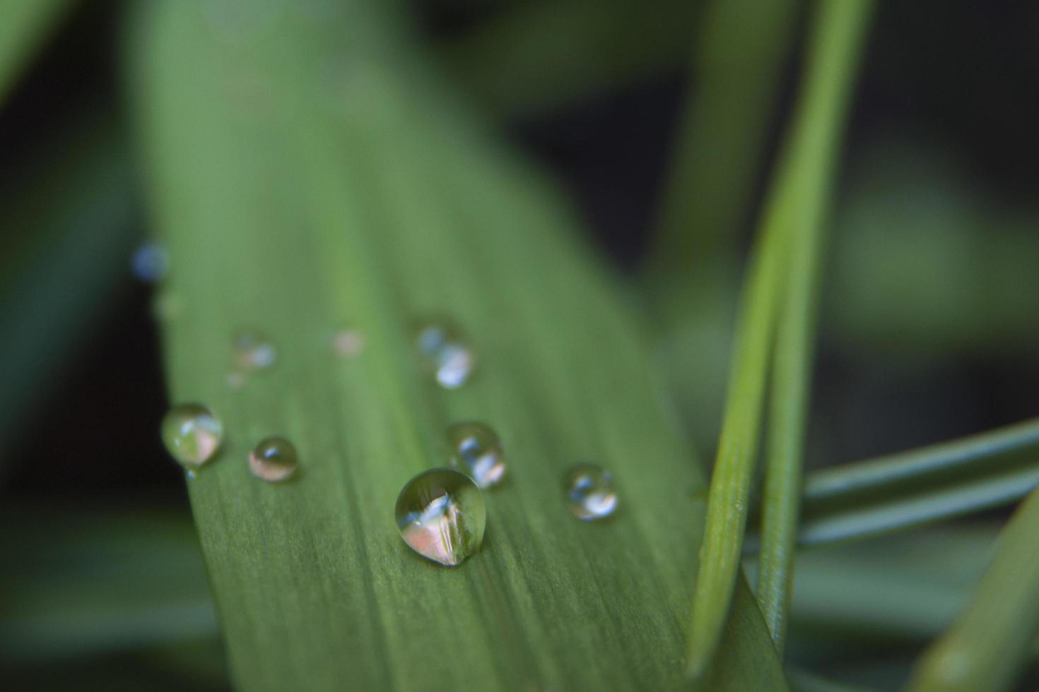 foglie verde brillante con gocce d'acqua e riflessi foto
