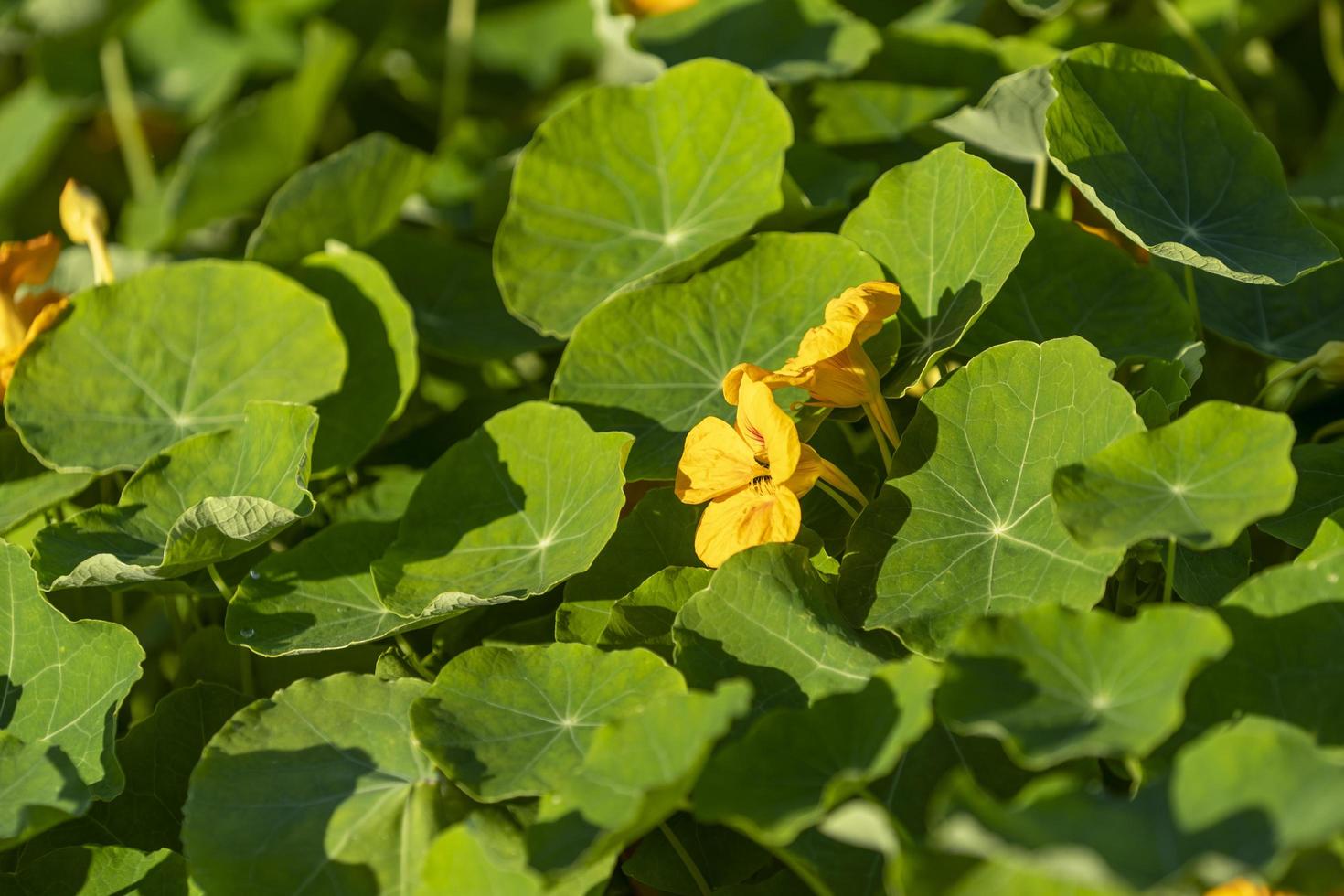 fiori di nasturzio su uno sfondo di foglie verdi foto