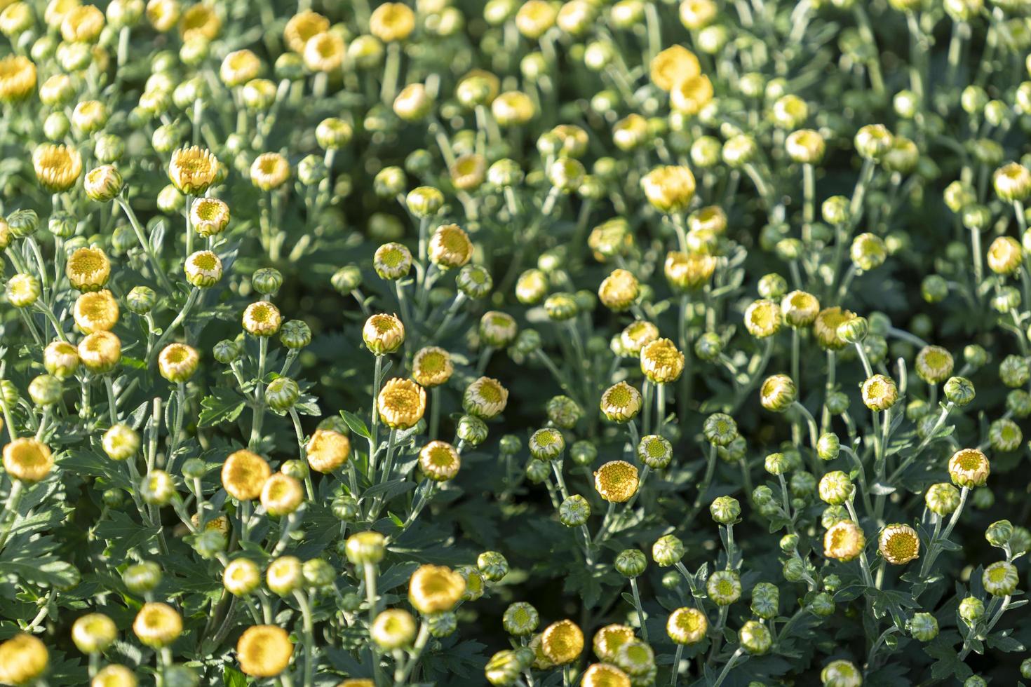 sfondo di fiori di crisantemo close-up foto
