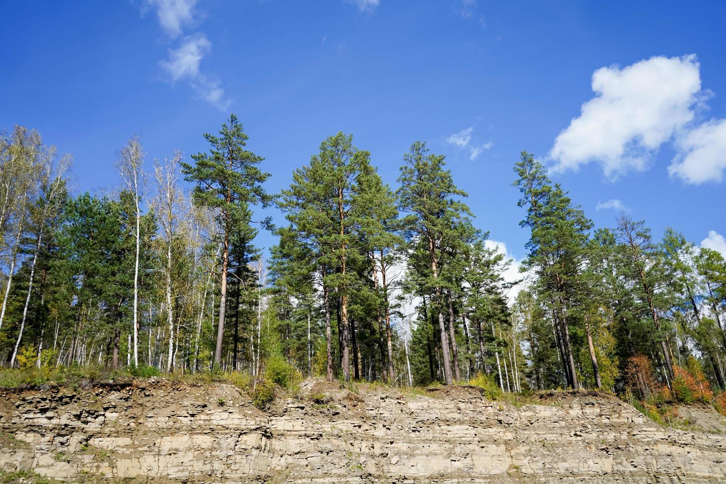 paesaggio naturale con alberi su uno sfondo di cielo blu foto