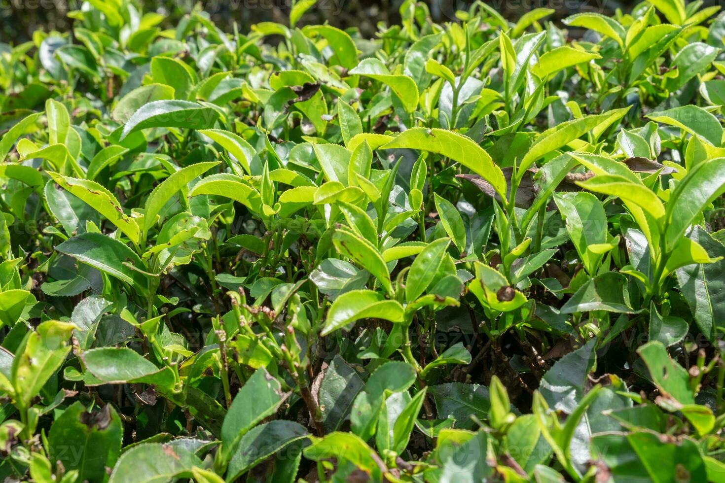 vicino su naturale verde tè foto