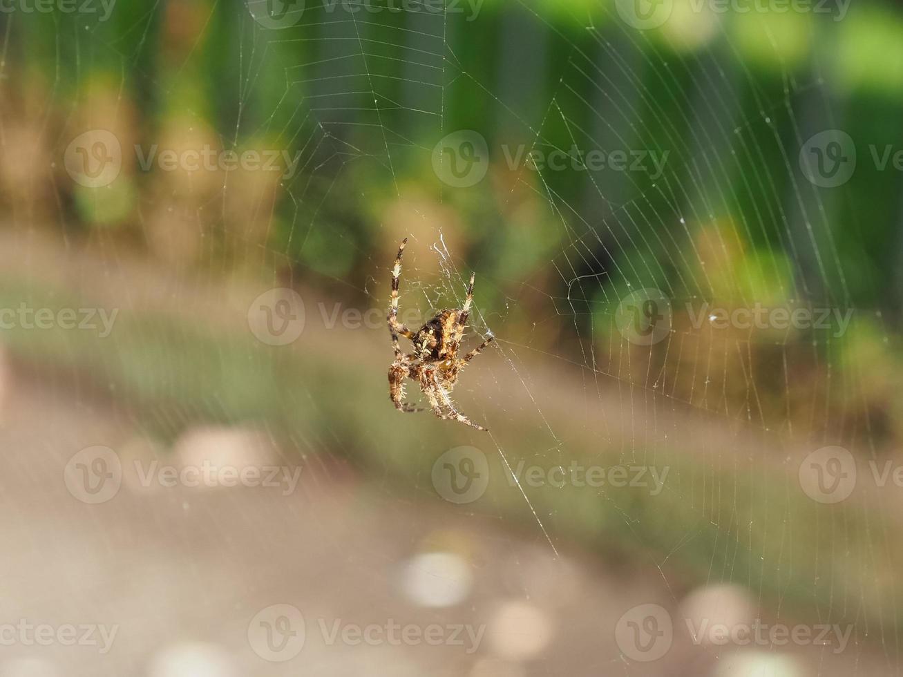 ragno croce araneus diadematus foto