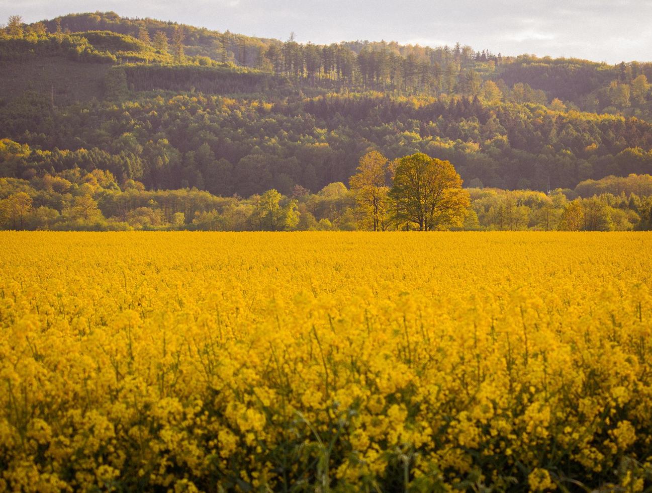 campo di fiori gialli sullo sfondo di una collina foto