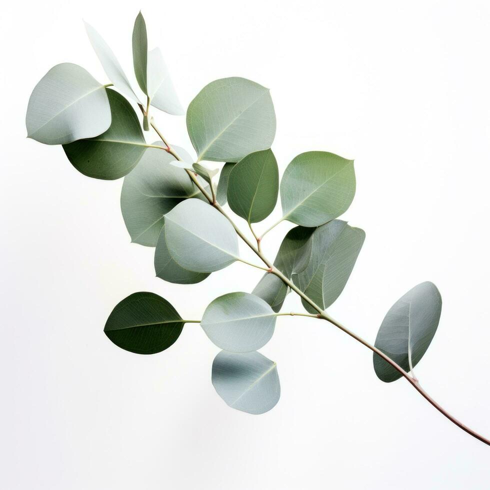 ai generato eucalipto pianta su bianca sfondo, foto
