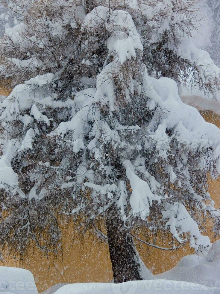 un' neve coperto albero foto